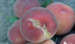 国产精品 入口蜜桃,甜蜜入口的蜜桃诱惑