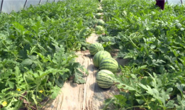 莱州吃瓜事件最新爆料,最新爆料揭秘惊人内幕